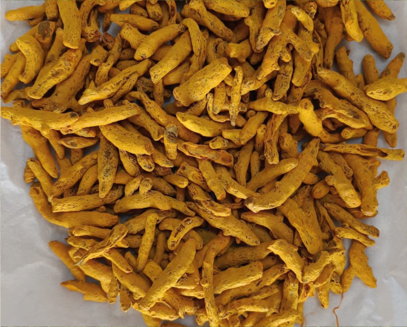Turmeric Finger Supplier Karnataka